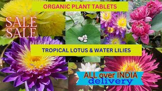 Tropical lotus Tubers amp Flowering Water Lilies are Available for SALE Petalssphere [upl. by Aehcsrop]