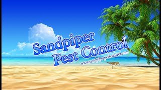 Sandpiper Pest Control  1302024  Fleas amp Rats [upl. by Ennaj]