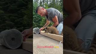 Heartwarming rescue of raccoon raccoon hearttouching heartwarming short petrescue rescue [upl. by Shank]