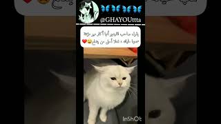 أكثر ميو مؤنثة سمعتها في حياتي 😩💋fypシ゚viral [upl. by Hacim]