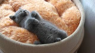 British Shorthair Cattery Amazing AishaPL LUIVICIA [upl. by Barnum]