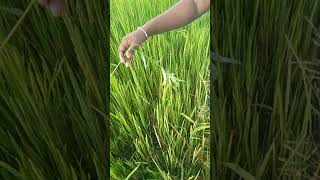 Weeds of Paddy Diya Siyambala  Aeschynomene indica agriculture paddy [upl. by Schofield]