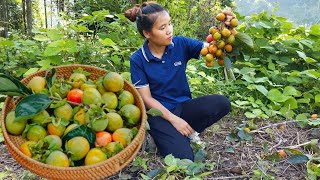 Process of harvesting persimmons to sell at the market  feed pigs and chickens [upl. by Nahshunn740]