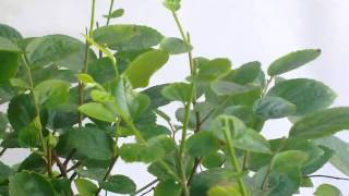 BONSAI POTATURA ESTIVACELTIS quotAUSTRALISquot [upl. by Rahm]