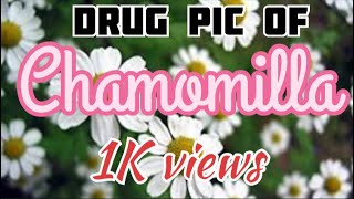 Drug picture of Chamomilla [upl. by Honniball]