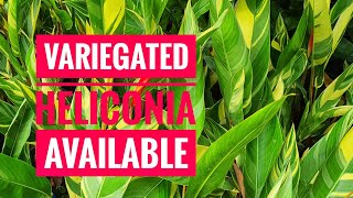 heliconia variegated available [upl. by Vaenfila811]