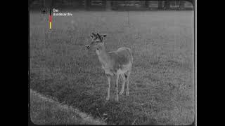 The Tiergarten in Hanover Zoo 1903 Der Tiergarten in Hannover Zoo [upl. by Airamak]