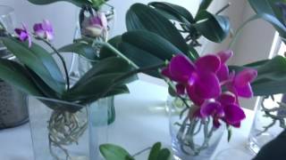 How to induce a flower spike in Phalaenopsis Orchids [upl. by Erdna]