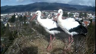 Storchennest Kirchzarten  31 Januar 2023 [upl. by Erolyat]