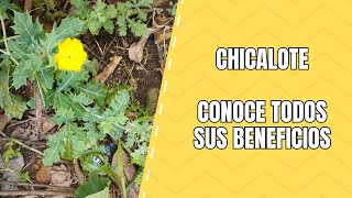 Chicalote Beneficios Cultivo y Usos de esta Planta Nativa [upl. by Pergrim908]