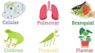 TIPOS DE RESPIRACIÓN Celular Pulmonar Branquial Traqueal Cutánea Plantas🦁🐟🌳🦠 [upl. by Grosvenor]