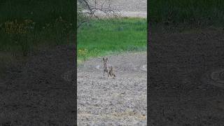 Another Coyote Double hunting wildanimals wildlife coyote nature animals outdoors funny [upl. by Aliuqet648]