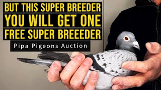 Racing Pigeon Son Olympiad Bird Romee x Miss Saffer 1 nat Pau Hens 2019 For Sale In Pipa Auctions [upl. by Llednor]