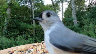 Cardinal Titmouse Chickadees Nuthatch [upl. by Letsirk]