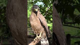 Hawk Eagle Owl Wildlife Animal EagleHawkOwl hawk vs snake Owl vs snake fight Eagle Vs Snake [upl. by Marten]