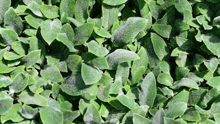 Lambs Ear Stachys byzantina ‘Silver Carpet’ [upl. by Artied]