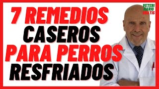 🔴 7 Remedios Caseros para Perros Resfriados o con Gripe 🔴 Como Eliminar Mocos en Perros [upl. by Shamrao522]