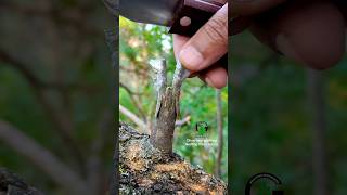 Grafting olive tree successful method oliveoil satisfying [upl. by Yrollam]