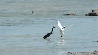 HERONS FISHING Sony 200600mm [upl. by Emanuele]