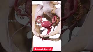 femalegenitalsystemتناسلیزنانه anatomy health آموزش [upl. by Orlantha]