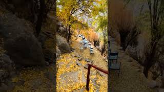 Autumn Season  Yellow tree look like bridal atire explorethebeautyofpakistan ytshorts [upl. by Oderfla964]