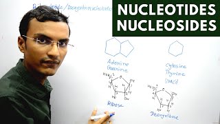 Nucleotides and Nucleosides [upl. by Hanafee426]