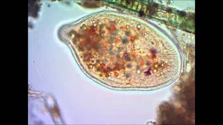 Инфузория туфелька под микроскопом under microscope [upl. by Conner906]