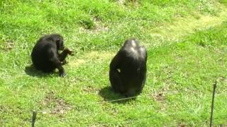 Chimpanzee Fight in the Oklahoma City Zoo [upl. by Elime]