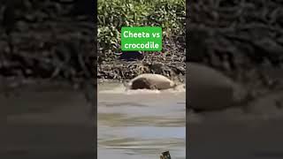 Cheeta vs crocodile fightingshort 👍👍👍 crocodile crocodille [upl. by Martens]