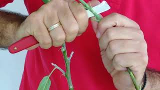 The Art of Plant Grafting Discover the Chip Budding Method [upl. by Lemrac]