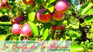 Apple Picking  La Bonté de la Pomme  Cueillette de pommes [upl. by Amahs724]