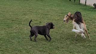 Borzoi and staffbull fight [upl. by Ritz821]