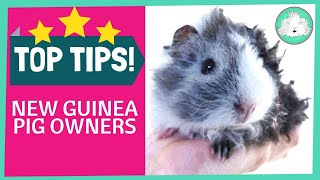 Top Ten Tips for New Guinea Pig Owners [upl. by Elvie]