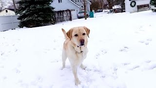 Lakeville school resource dog loses leg to cancer set to return to class later this month [upl. by Eelana38]