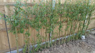 Willow Salix Coppicing and Growing a Fedge How I Grew A Hedge From The Cuttings pollarding [upl. by Nosnev]