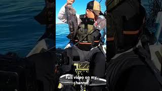 Rockfish Fun fishing kayakfishing outdoors [upl. by Dorahs437]