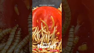 Mealworms Vs 🍅 food wormlapse petfood insects mealworms petcare MealwormTimelapse [upl. by Fakieh621]