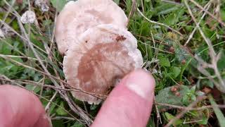 Clitocybe rivulosa diferencias con C dealbata y C cerussata [upl. by Hayyikaz]