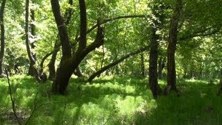 Kavakarası Oriental Sweetgum Liquidambar orientalis forest [upl. by Dorrehs]