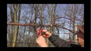 How to Prune amp Train Grape Vines for Maximum Productivity  Late Winter Grape Care Tips [upl. by Yenterb]