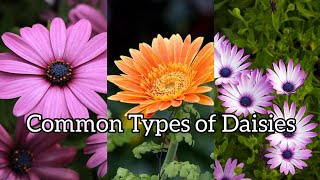 Common Types of Daisies [upl. by Miche]