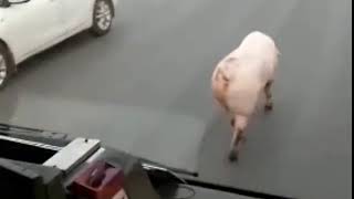 Pork this way Worlds SASSIEST pig stops traffic as it struts down busy street [upl. by Dell]