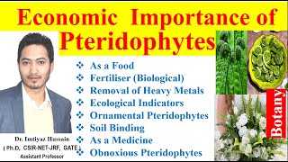 Economic Importance of Pteridophytes pteridophytes  food biofertilizer ecological indicators [upl. by Sokem94]