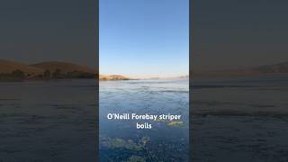 O’Neill Forebay fishing striper [upl. by Grayson]