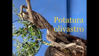 Potatura tecnica su olivastro [upl. by Raual833]