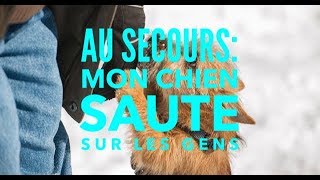 Au secours mon chien saute sur les gens [upl. by Salangia79]