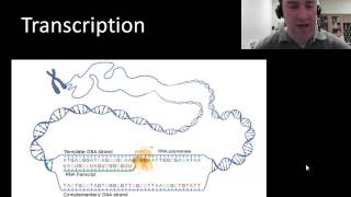 Transcription protein synthesis part 1 of 2 [upl. by Hi]