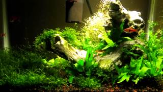 5 Gallon Planted Aquarium Update [upl. by Aleta]