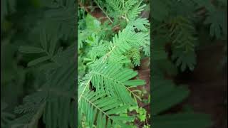 Prosopis cineraria Fabaceae family nature trending flora forest forests [upl. by Naihr]