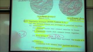 HISTOLOGY CONNECTIVE TISSUES Part 1 by Professor Fink [upl. by Fadden]